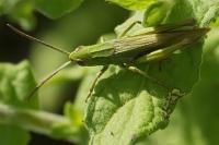 Chorthippus dorsatus