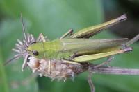 Chorthippus dorsatus