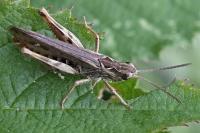 Chorthippus biguttulus/brunneus