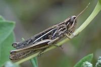 Euchorthippus elegantulus