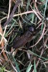 Gryllus campestris