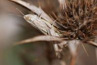 Euchorthippus elegantulus