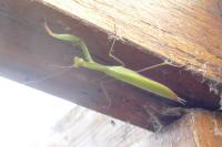 Mantis religiosa