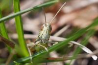 Euchorthippus declivus