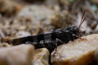Oedipoda caerulescens