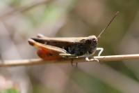 Omocestus rufipes