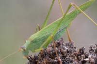 Phaneroptera falcata