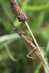 Mantis religiosa