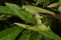 Phaneroptera nana