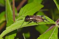 Gryllus campestris