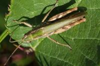 Chorthippus biguttulus/brunneus