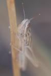 Euchorthippus elegantulus