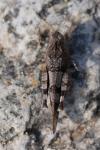 Oedipoda caerulescens
