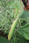 Mantis religiosa