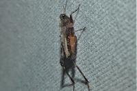 Tetrix undulata