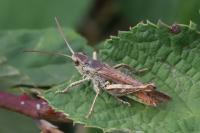 Chorthippus biguttulus/brunneus