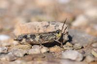 Aiolopus thalassinus