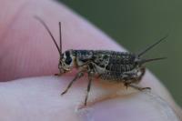 Eumodicogryllus bordigalensis