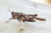 Tetrix ceperoi
