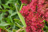Mantis religiosa