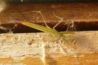Mantis religiosa