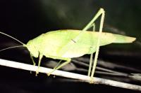 Phaneroptera nana
