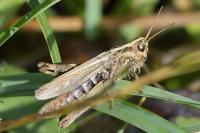 Chorthippus biguttulus/brunneus