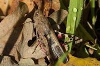 Aiolopus strepens