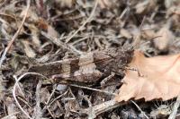 Oedipoda caerulescens