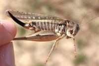 Platycleis affinis