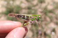 Oedaleus decorus