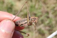 Platycleis affinis
