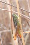 Euchorthippus declivus