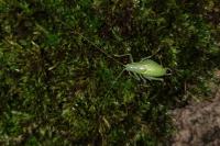 Cyrtaspis scutata