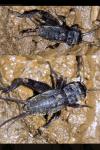 Eumodicogryllus bordigalensis