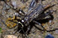 Eumodicogryllus bordigalensis