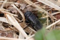 Gryllus campestris