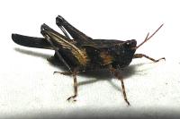 Tetrix subulata