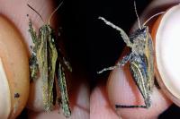 Tetrix undulata