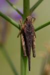 Tetrix subulata