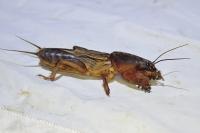 Gryllotalpa gryllotalpa