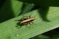 Pholidoptera griseoaptera