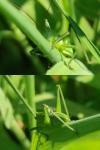 Tettigonia viridissima