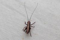 Pholidoptera griseoaptera