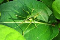 Tettigonia viridissima