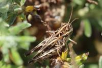 Myrmeleotettix maculatus
