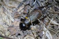 Gryllus campestris