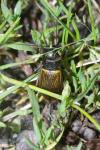 Gryllus campestris