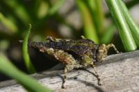 Tetrix ceperoi