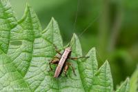 Pholidoptera griseoaptera